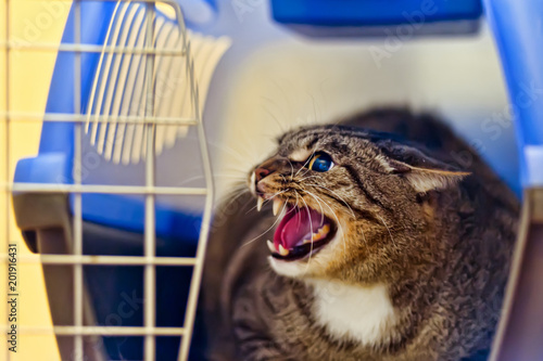 Tableau sur toile Angry adult tabby cat hissing and showing teeth