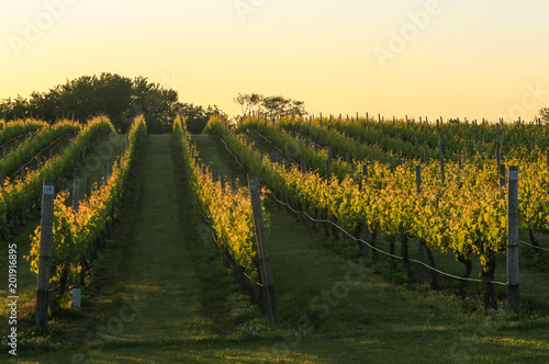 Vineyards