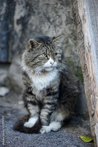 homeless tabby cat photo