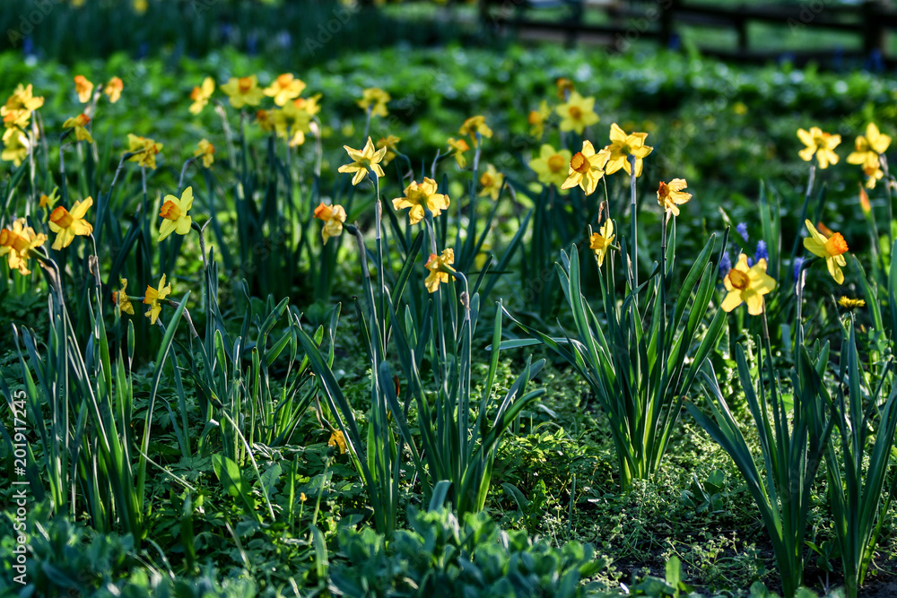 Easter background with fresh spring flowers Daffodil flowers in the field under sunny Yellow daffodils in grass. Summer background. Square image. Easter background with fresh spring flowers Daffodil flowers in the field under sunny Yellow daffodils in grass. Summer background. Square image.