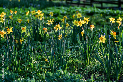 Easter background with fresh spring flowers Daffodil flowers in the field under sunny Yellow daffodils in grass. Summer background. Square image.