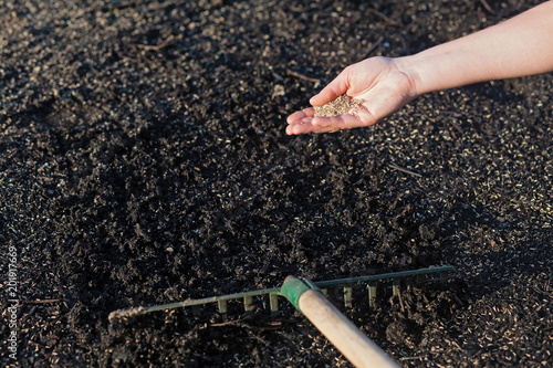 Planting a new lawn.