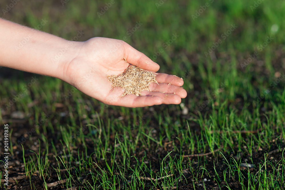 Planting a new lawn.