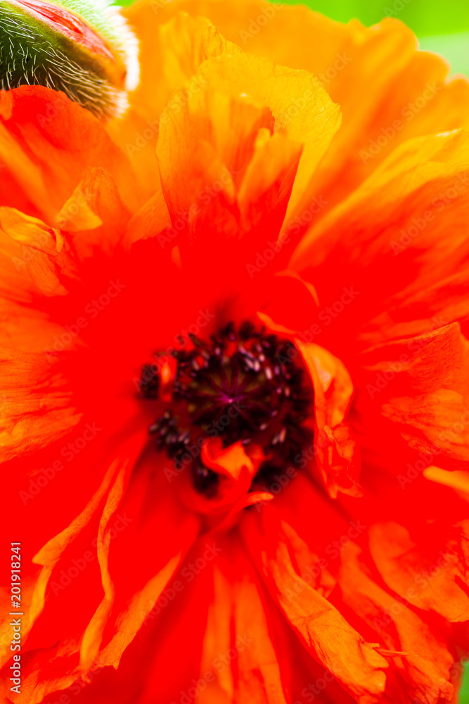 Closeup of the blooming red poppy flower and poppy bud Closeup of the blooming red poppy flower and poppy bud