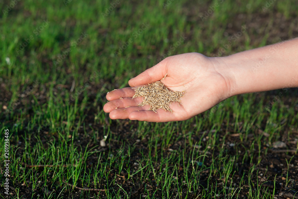 Planting a new lawn.