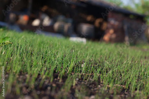 Planting a new lawn.