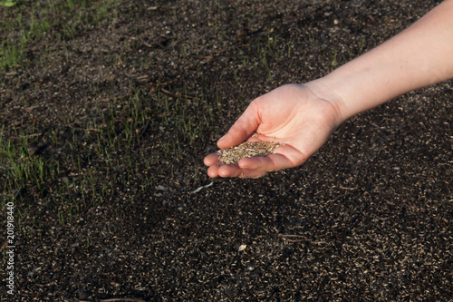 Planting a new lawn.