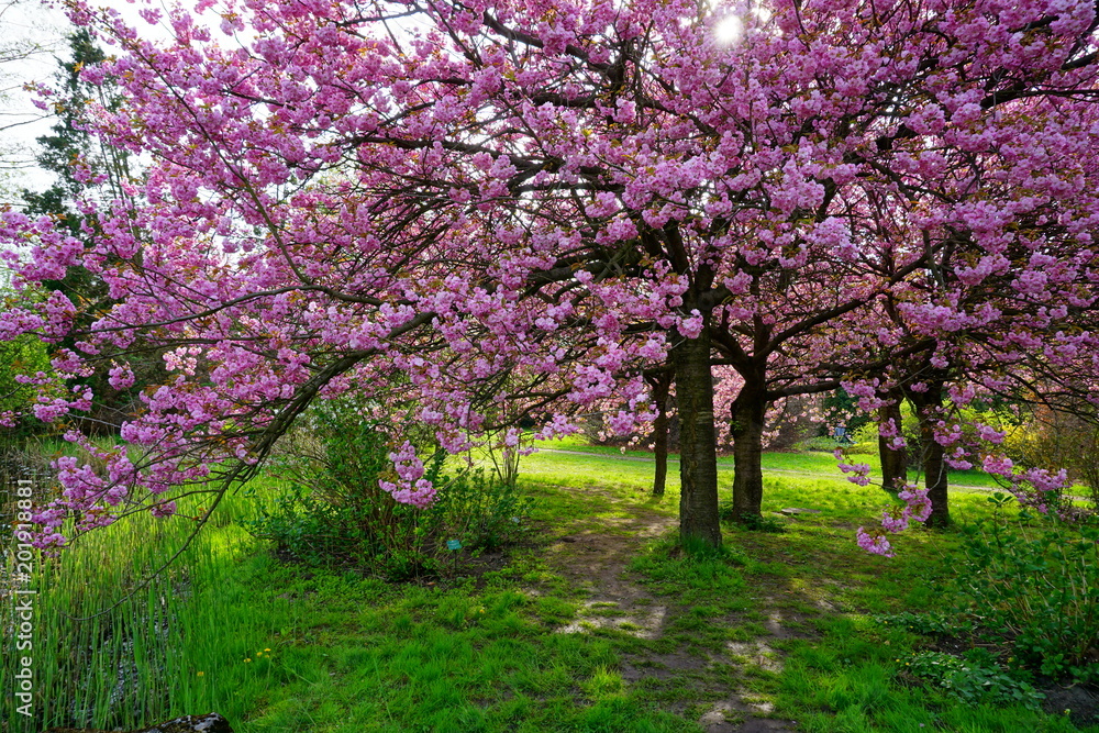 Pink flowers blossomed Japanese cherry 

