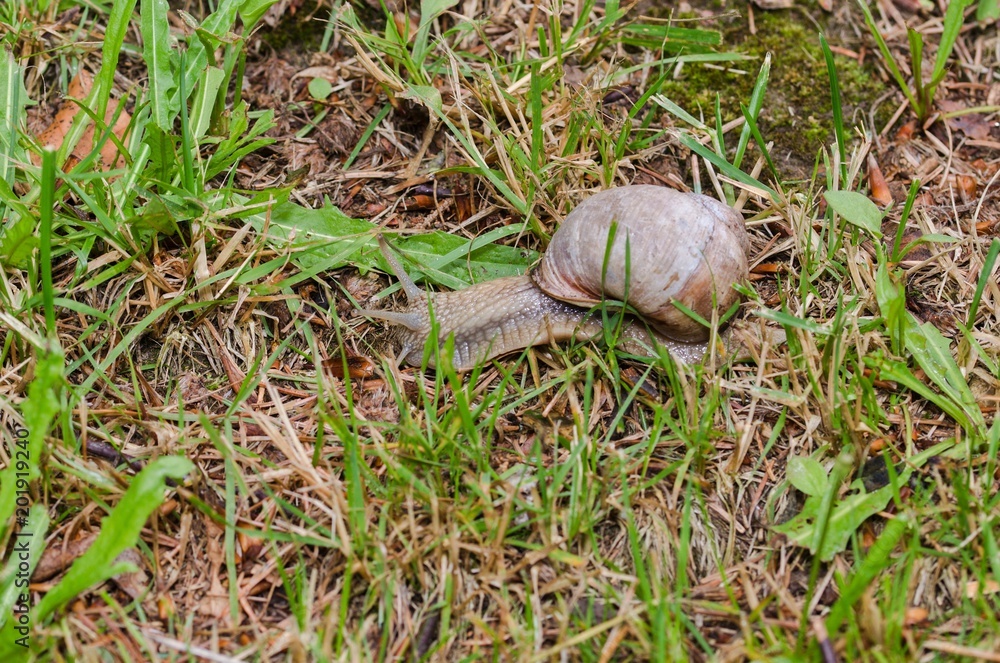 Snail (Helix pomatia) in the grass. Snail (Helix pomatia) in the grass.