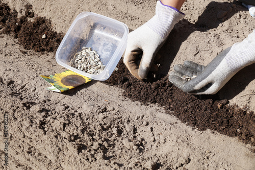 Spring works in a home garden, sowing sunflower seeds. photo