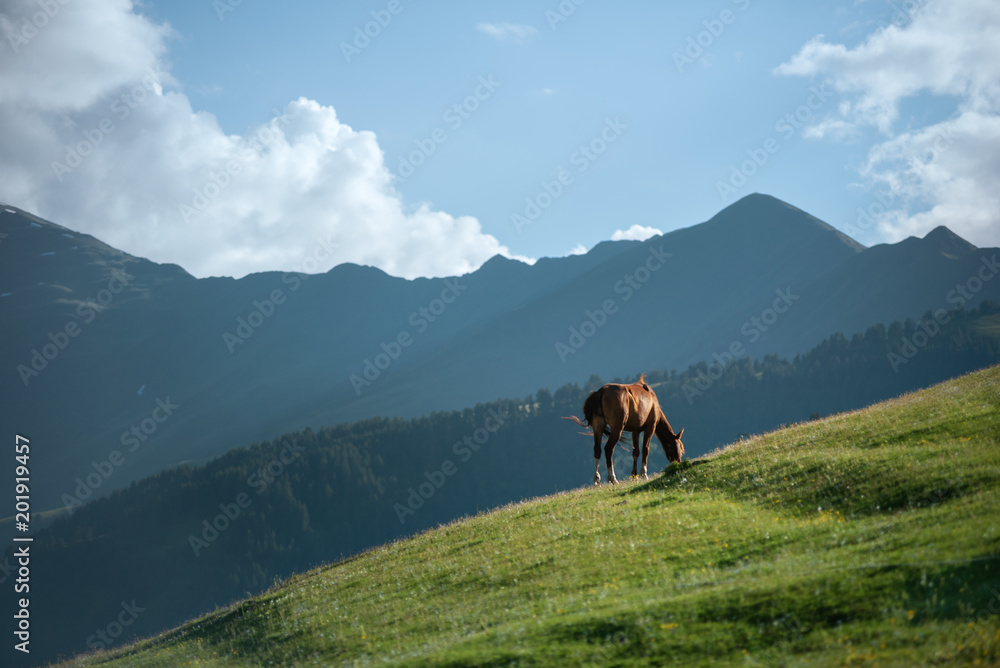 Horse on a mountain hill. Landscape of mountains with a horse.