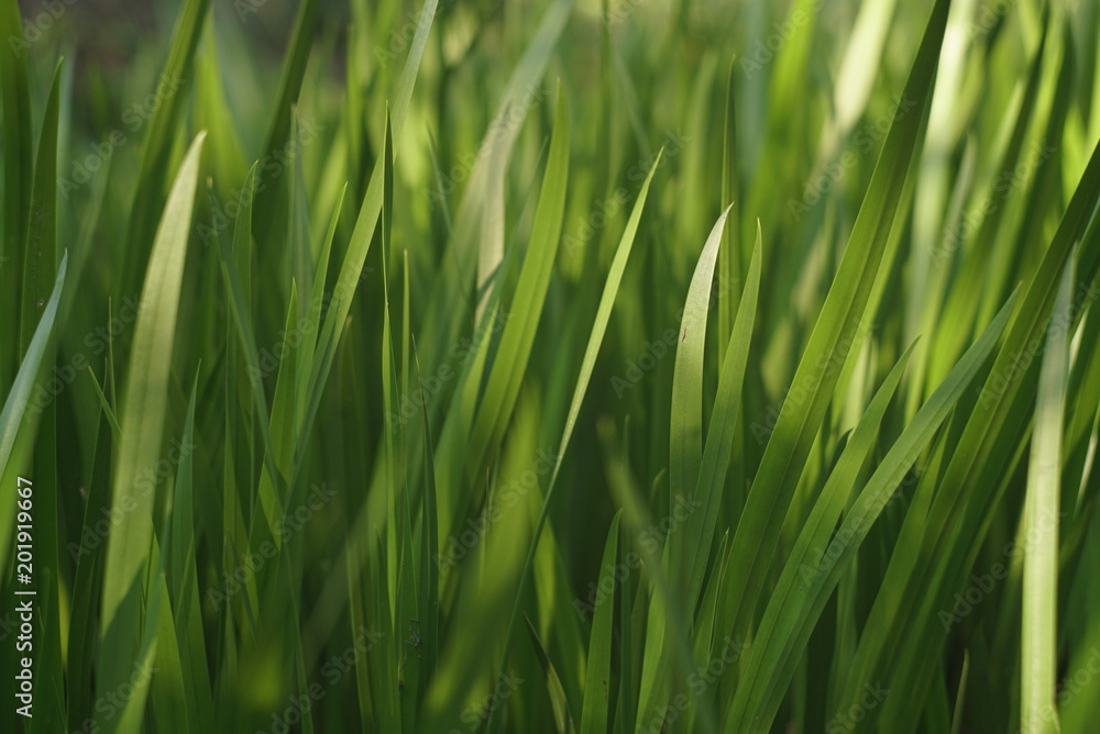 beautiful green cane in spring beautiful green cane in spring
