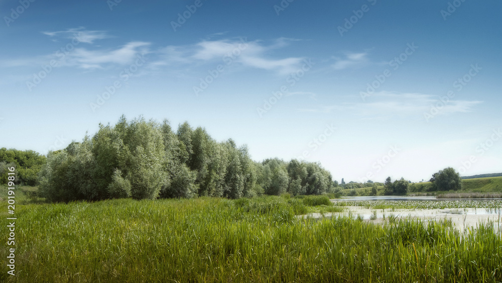 Group of trees near river, sedge on banks of  river_