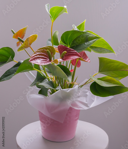 Colourful anthurium houseplant in pink gift pot