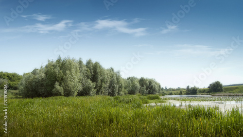 Group of trees near river, sedge on banks of river_
