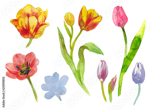 Set collection watercolor tulips with leaves isolated on white for creating compositions and bouquets hand painted art
