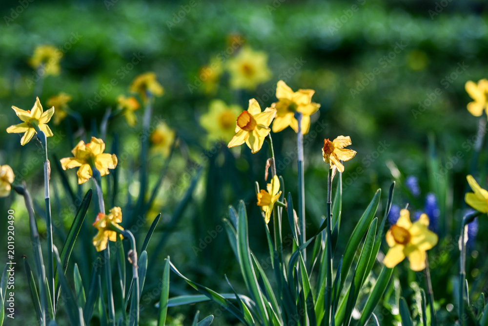 Easter background with fresh spring flowers Daffodil flowers in the field under sunny Yellow daffodils in grass. Summer background. Square image.