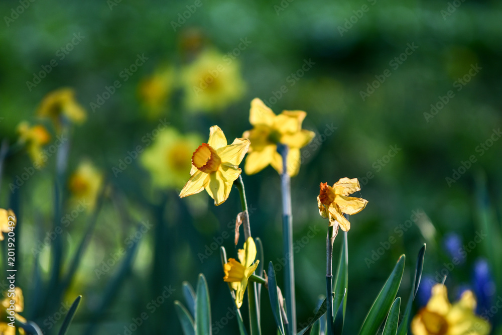 Easter background with fresh spring flowers Daffodil flowers in the field under sunny Yellow daffodils in grass. Summer background. Square image. Easter background with fresh spring flowers Daffodil flowers in the field under sunny Yellow daffodils in grass. Summer background. Square image.