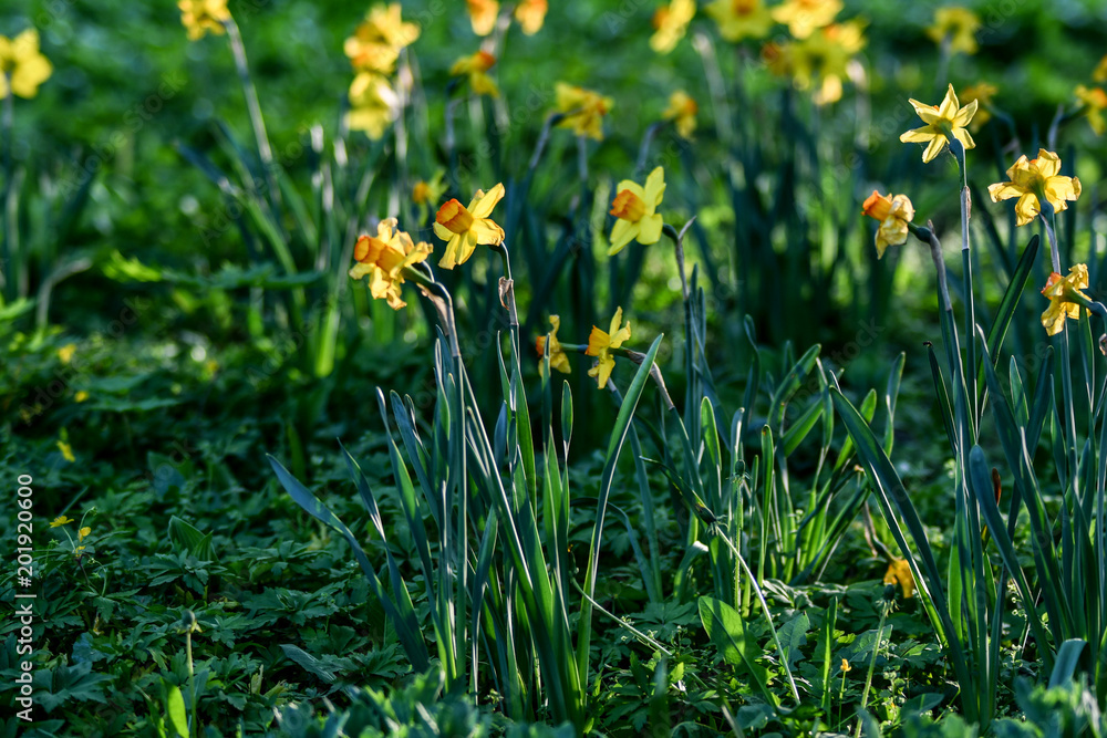 Easter background with fresh spring flowers Daffodil flowers in the field under sunny Yellow daffodils in grass. Summer background. Square image. Easter background with fresh spring flowers Daffodil flowers in the field under sunny Yellow daffodils in grass. Summer background. Square image.