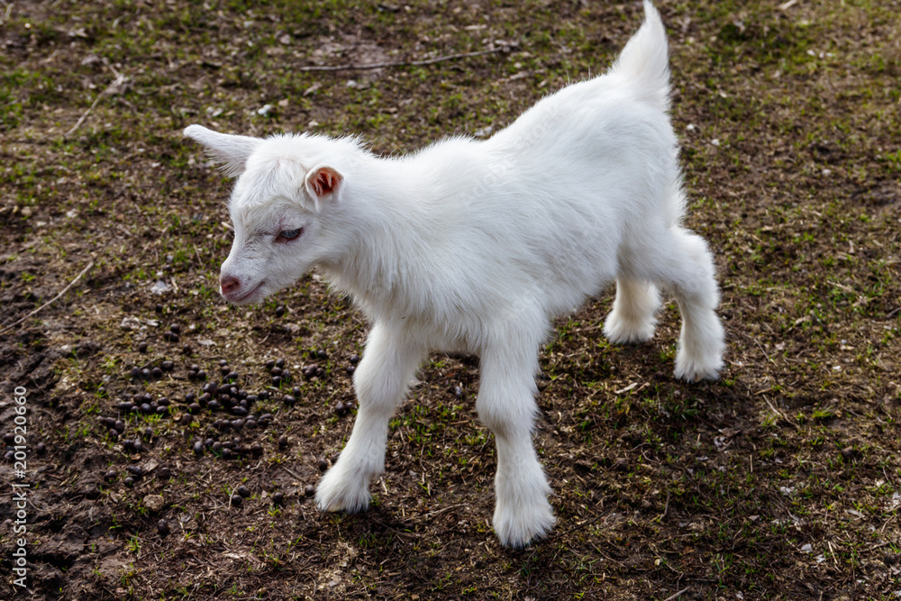 Newborn goat on the farmyard. Portrait of baby goat Newborn goat on the farmyard. Portrait of baby goat