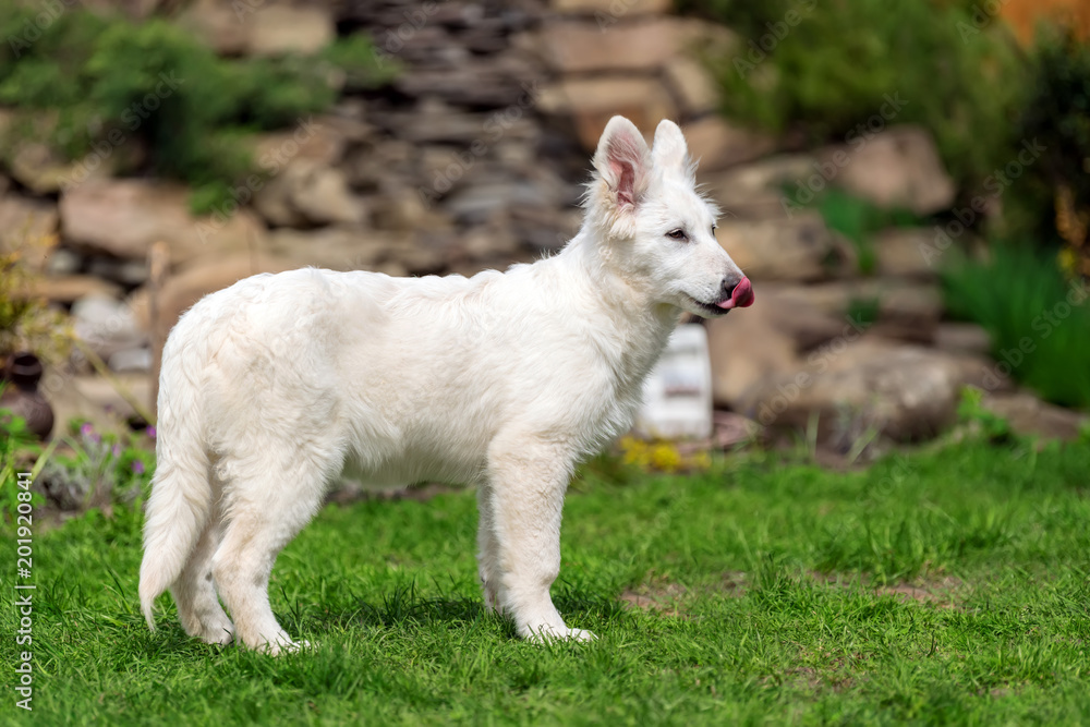 Berger Blanc Suisse White german shepherd poppy Berger Blanc Suisse White german shepherd poppy