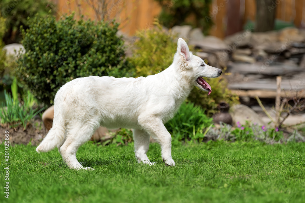 Berger Blanc Suisse White german shepherd poppy Berger Blanc Suisse White german shepherd poppy
