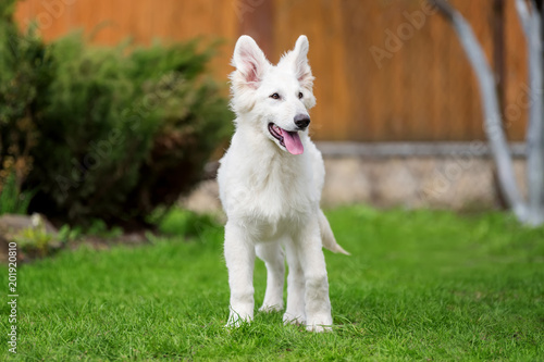 Berger Blanc Suisse White german shepherd poppy