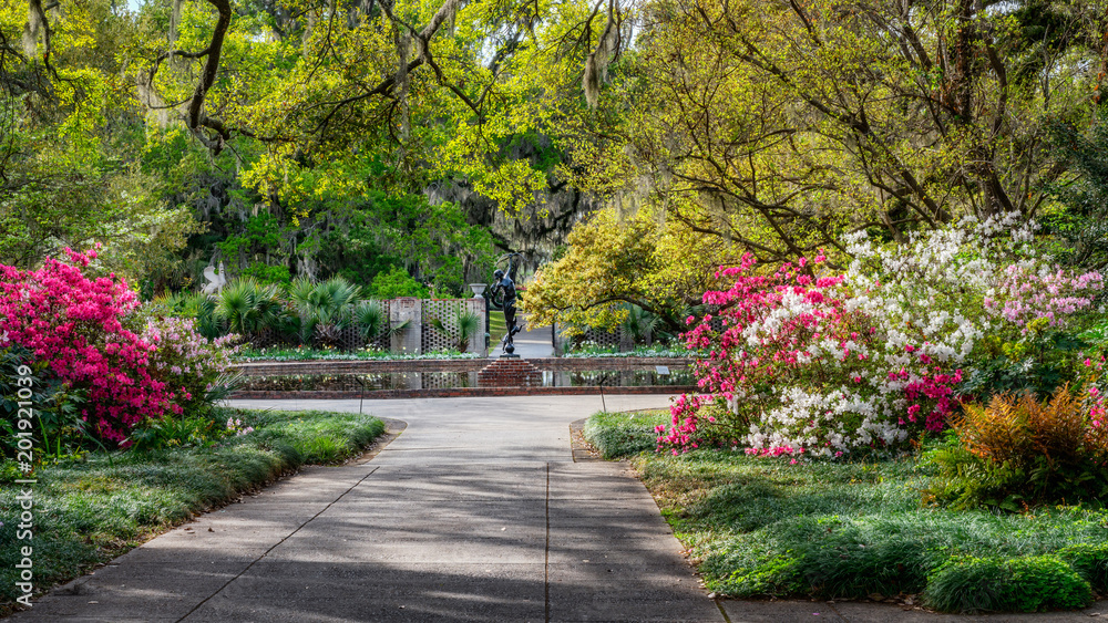 Blooming Spring Azalea at Brookgreen Gardens Blooming Spring Azalea at Brookgreen Gardens