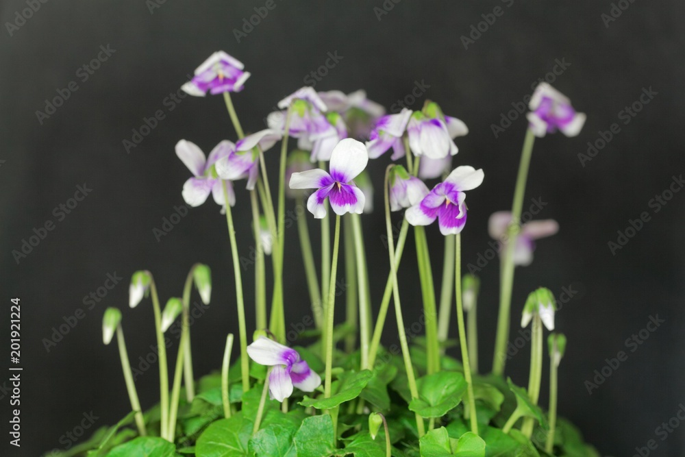 The violet Viola hederacea from Australia. The violet Viola hederacea from Australia.