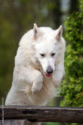 Berger Blanc Suisse White german shepherd