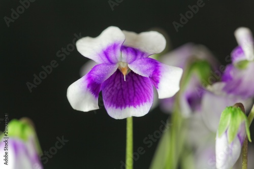 Fototapeta Naklejka Na Ścianę i Meble -  The violet Viola hederacea from Australia.