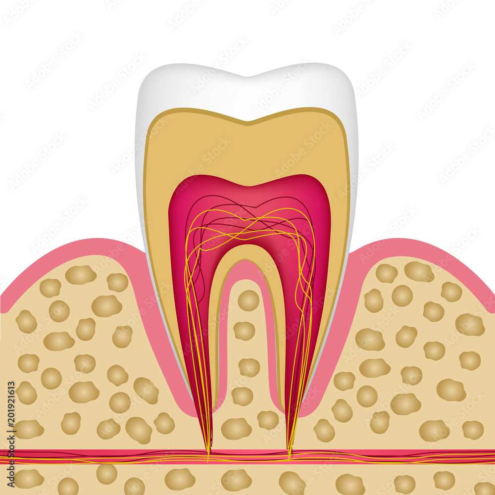 Tooth structure in cross section to use on posters, booklets, leaflets, website. Tooth structure in cross section to use on posters, booklets, leaflets, website.