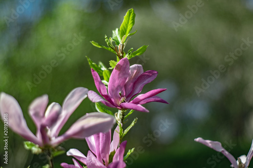 Blume im Garten