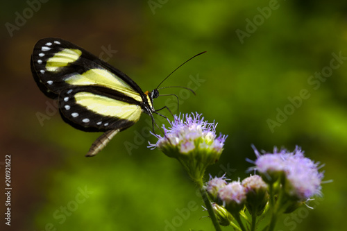 Banded Tigerwing butterfly feeds in a flower garden.