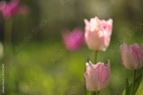 spring pink tulips