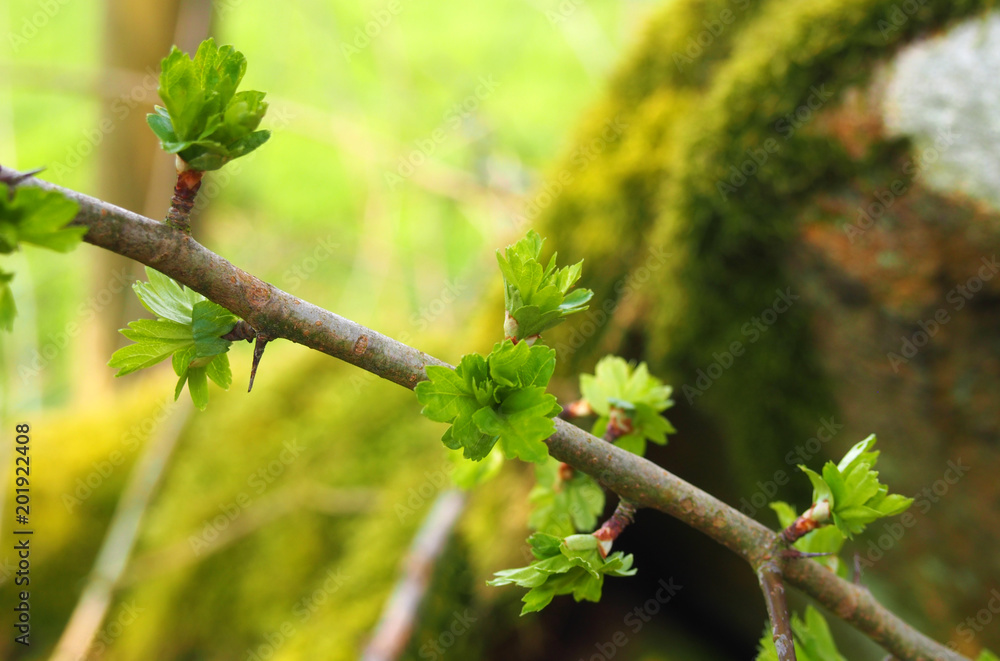 close up of a twig of the common hawthorn with budding bright green spring leaves busting out from the branches against a blurred moss covered rock close up of a twig of the common hawthorn with budding bright green spring leaves busting out from the branches against a blurred moss covered rock