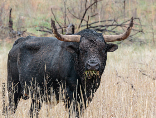 Canvas Print Longhorn eating grass.