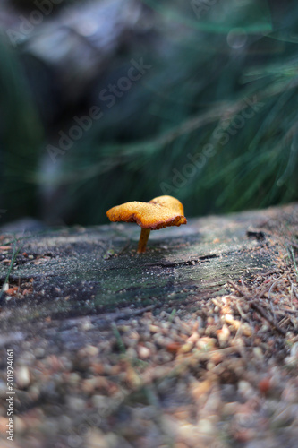 Forest Mushroom