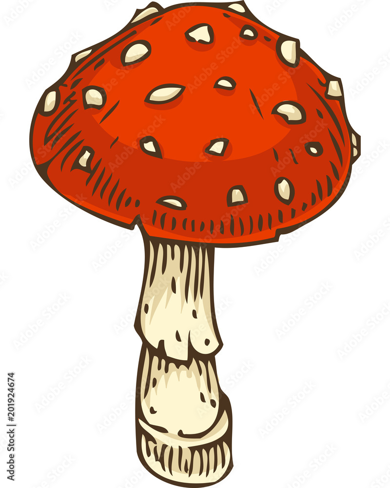 Red Amanita Fly Agaric Mushroom Red Amanita Fly Agaric Mushroom