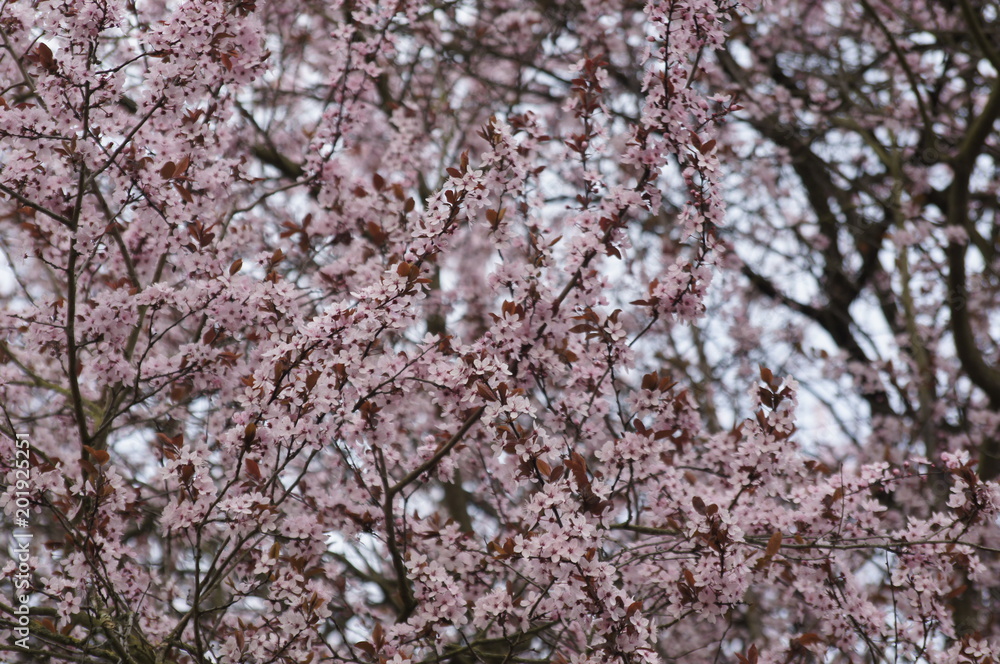 Obraz premium SONY DSC