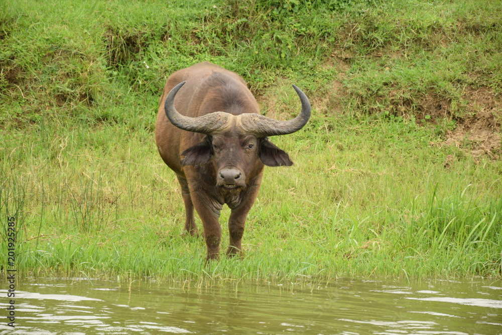 Obraz premium Wasserbüffel
