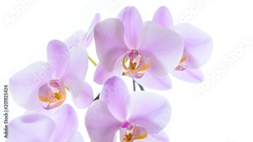 Pinke Phalaenopsis Orchidee isoliert