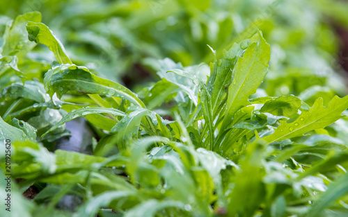 Arugula In A Green House