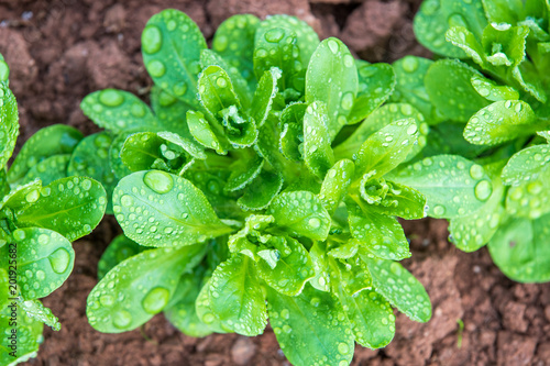 Corn Salad With Water Drops - Top View