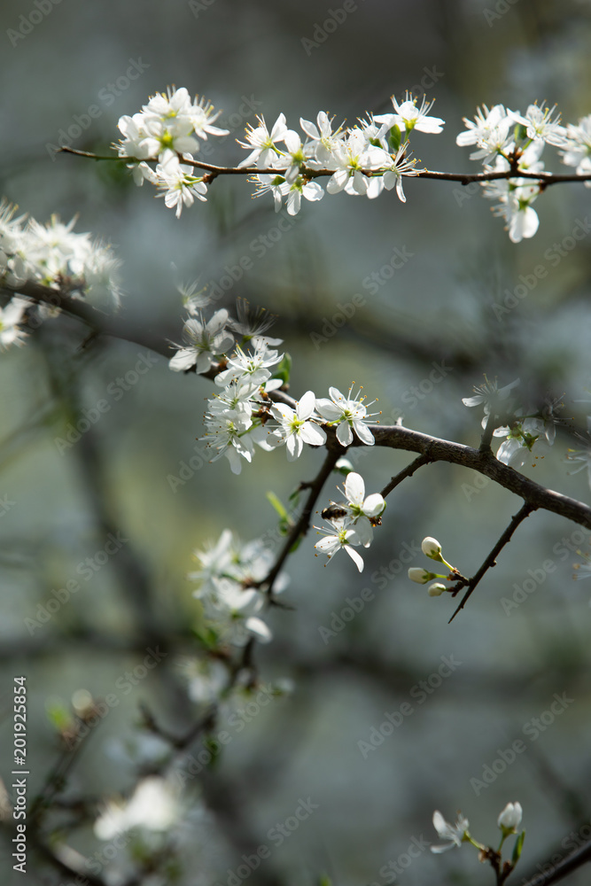 Frühling Frühling