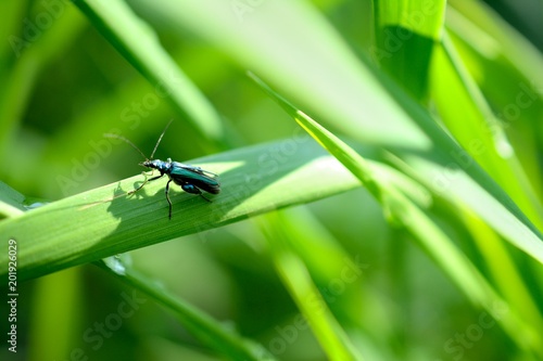 Close-up of a blue-green colored male's insect named "Noble oedemere",  laid on a blade of grass, on a blurred green background