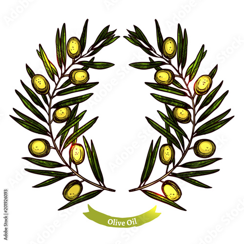 Hand Drawn Olive Branch Wreath. Sketch Color Olive Crown