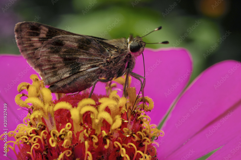 Butterfly feeding on a Zinnia elegans. Butterfly feeding on a Zinnia elegans.