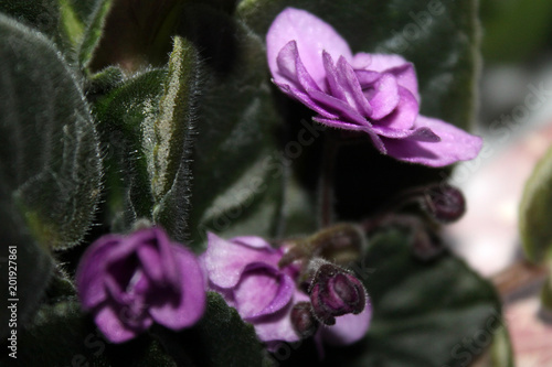 flowers senpolia on a background of green leaves photo