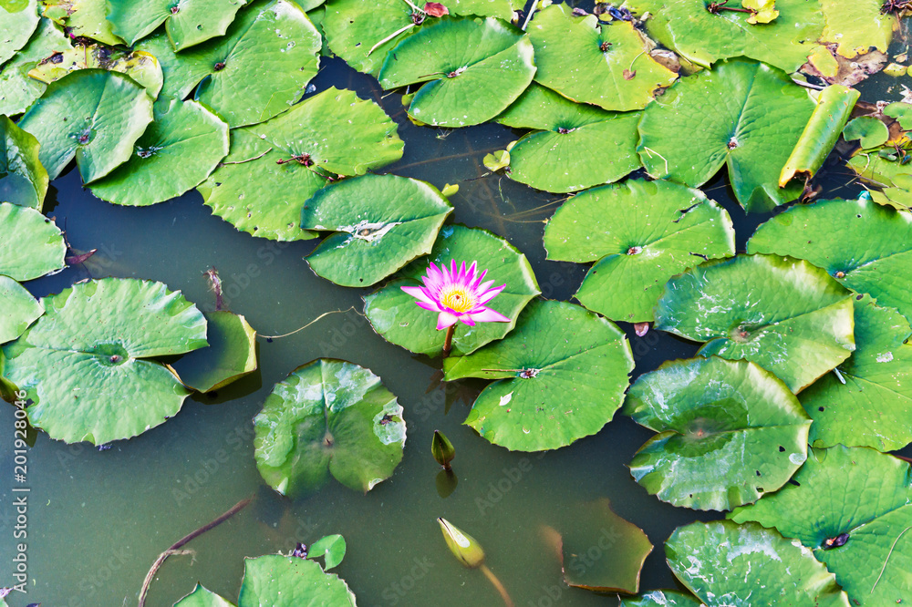Lotus Flower or Water lily, natural background Lotus Flower or Water lily, natural background